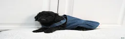 Standard Poodle dogs for stud: Shimba - Ad 4