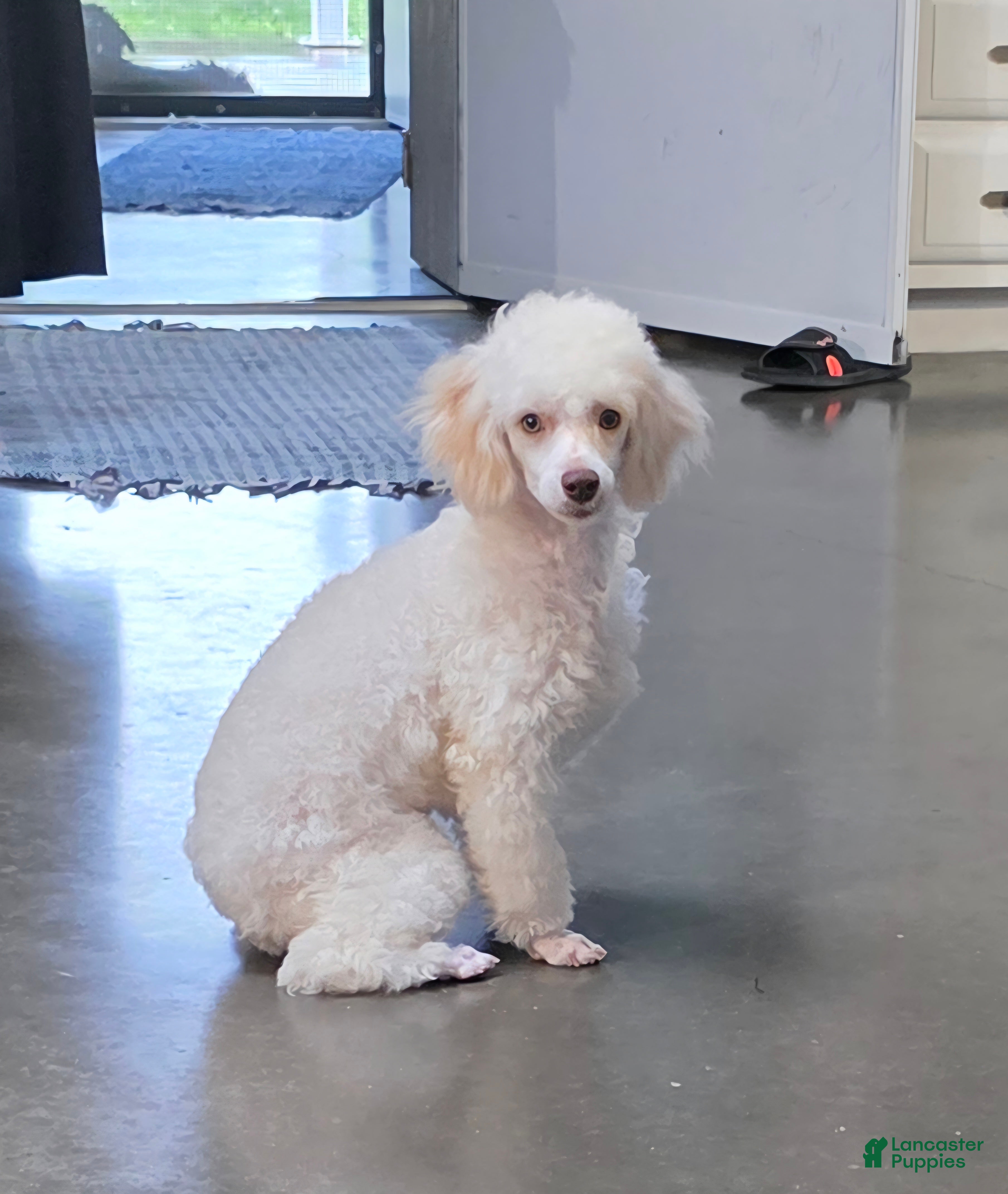 Miniature Poodle dogs Gilman Miniature Poodle Puppy  - Ad 1