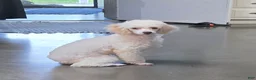 Miniature Poodle dogs for sale: Gilman Miniature Poodle Puppy  - Ad 1