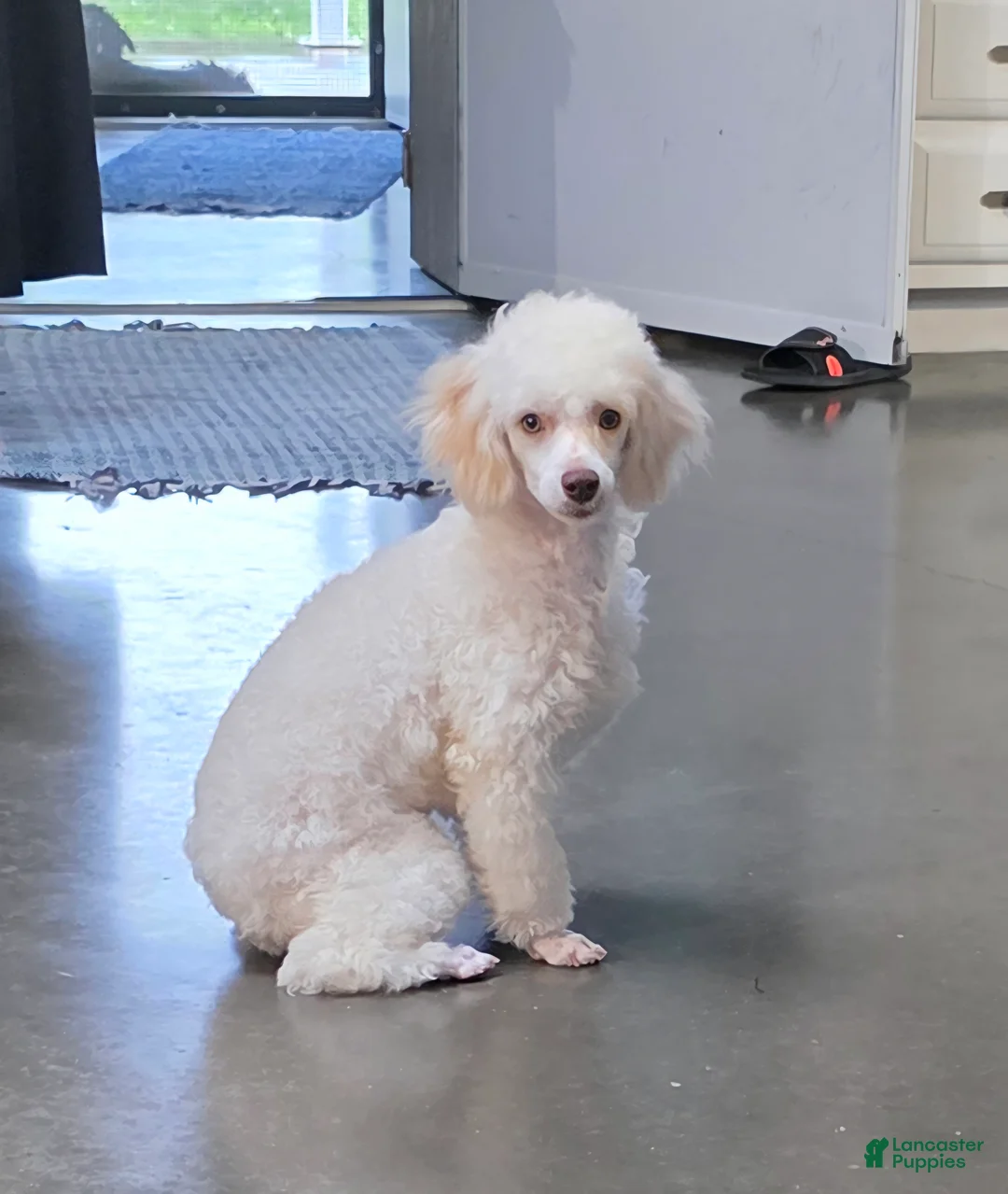 Miniature Poodle dogs for sale: Gilman Miniature Poodle Puppy  - Ad 1