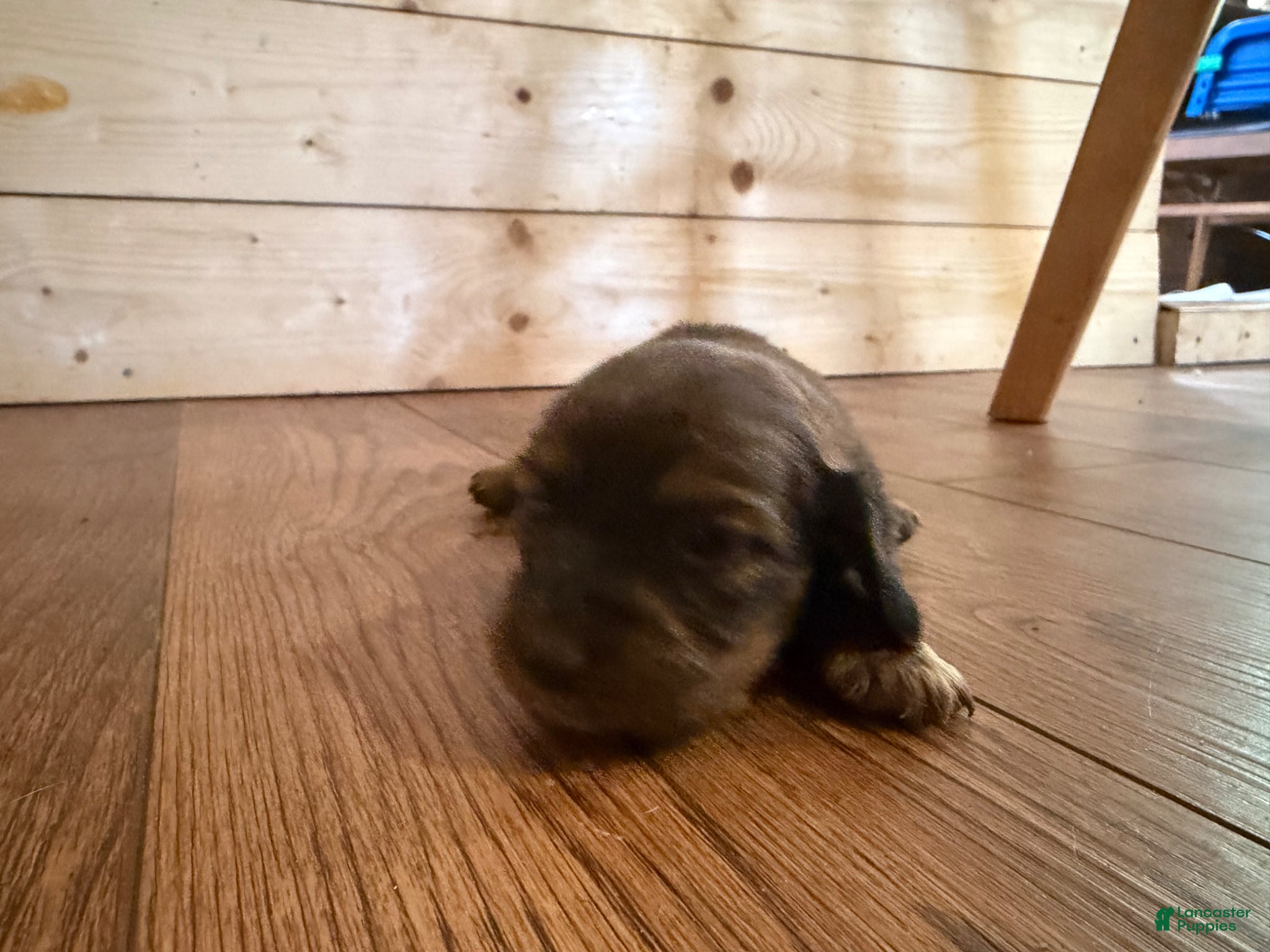 Dachshund dogs Dachshund Puppy 6 - Ad 6