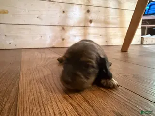 Dachshund dogs for sale: Dachshund Puppy 6 - Ad 1
