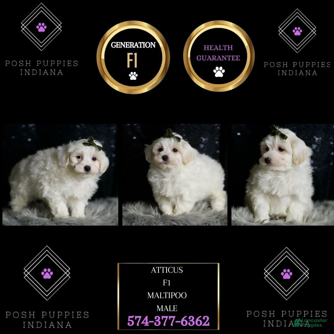 Maltipoo dogs Atticus - Ad 2