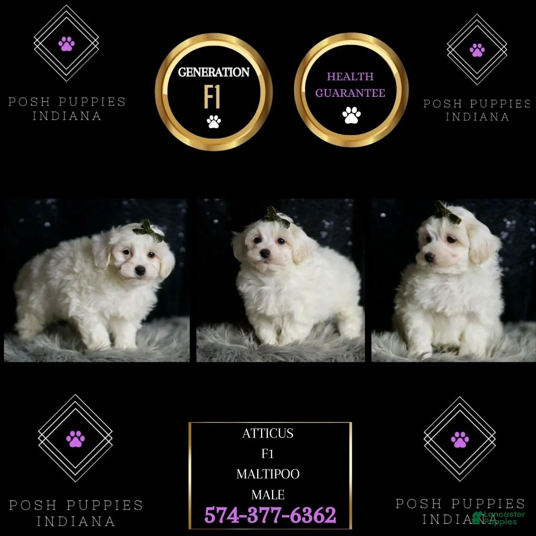 Maltipoo dogs for sale: Atticus - Ad 2