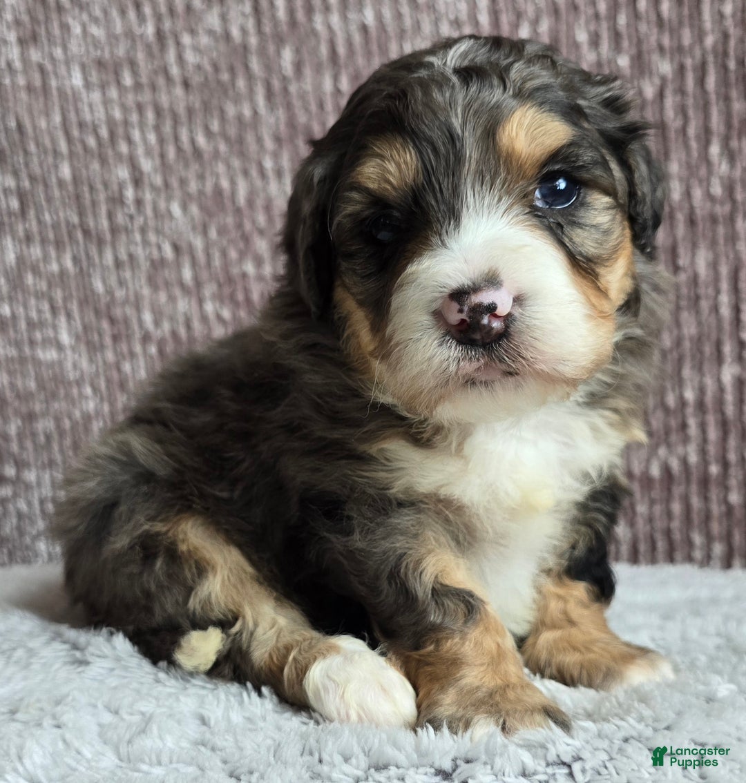 Mini Bernedoodle dogs for sale: Mini Bella - Ad 3