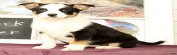 Mixed Breed dogs for sale: Tulip - Ad 1
