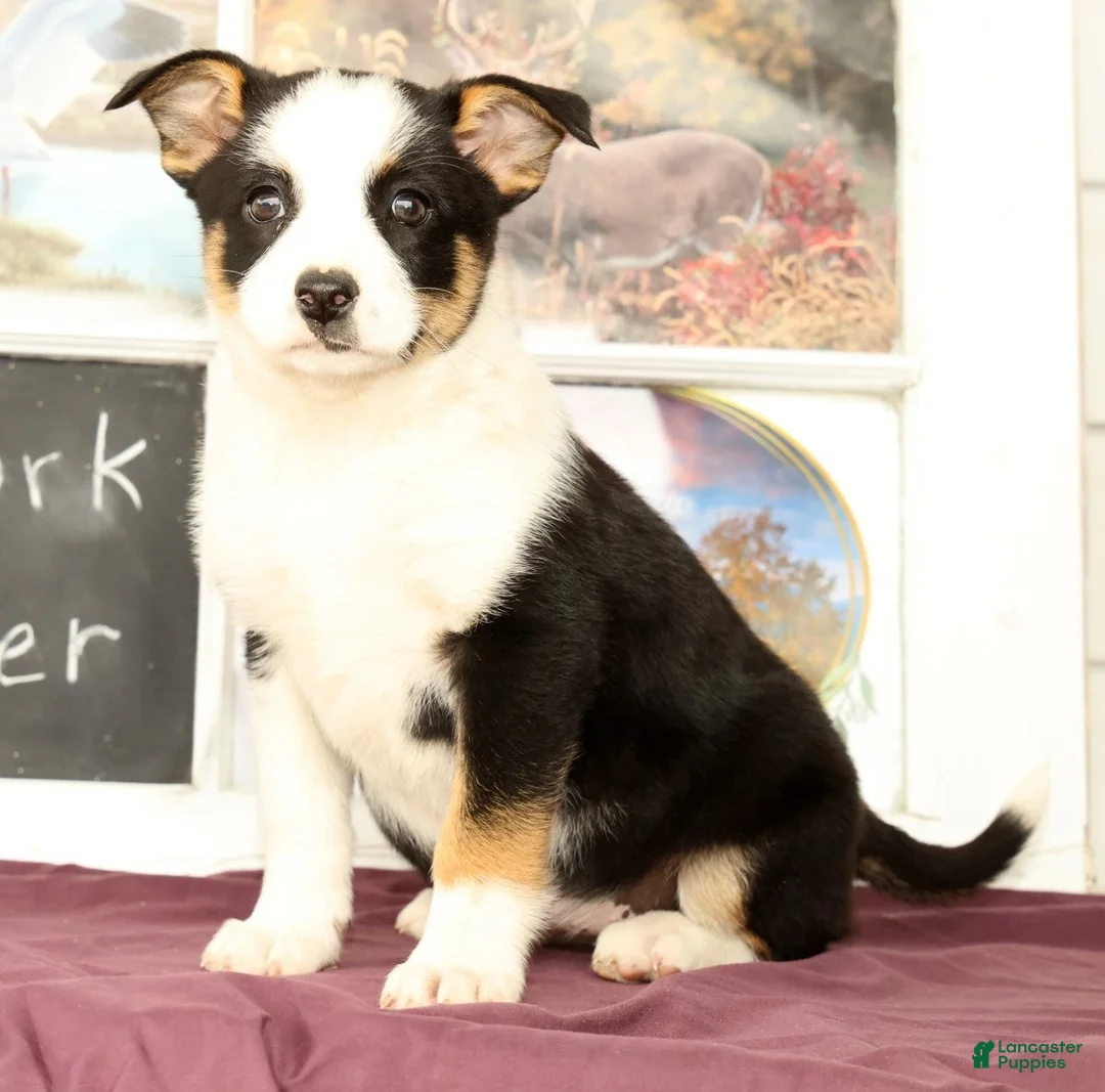 Mixed Breed dogs for sale: Tulip - Ad 1