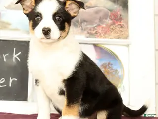 Mixed Breed dogs for sale: Tulip - Ad 4