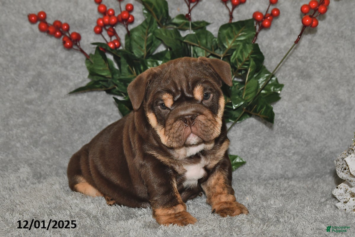 English Bulldog dogs Sandra - Ad 5