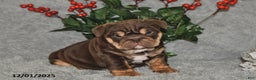 English Bulldog dogs for sale: Sandra - Ad 1