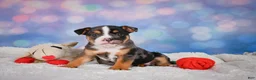 English Bulldog dogs for sale: Mia - Ad 9