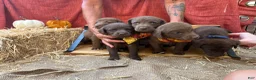 Chesapeake Bay Retriever dogs for sale: Chesapeake Bay Retriever 5 - Ad 11