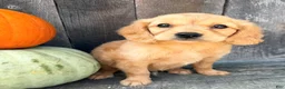 Miniature Golden Retriever dogs for sale: Grover Male Mini Golden Retriever - Ad 2