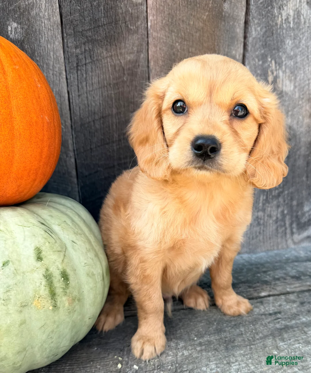 Miniature Golden Retriever dogs for sale: Grover Male Mini Golden Retriever - Ad 2