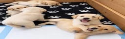 Labrador Retriever dogs for sale: Labrador Retriever 2 - Ad 9