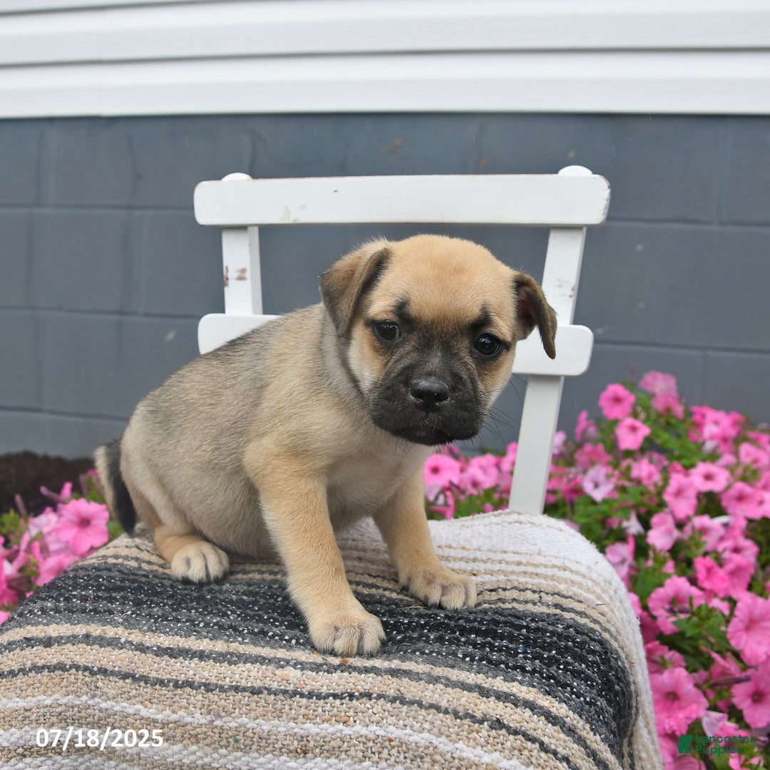 Mixed Breed dogs for sale: Bandit - Ad 7