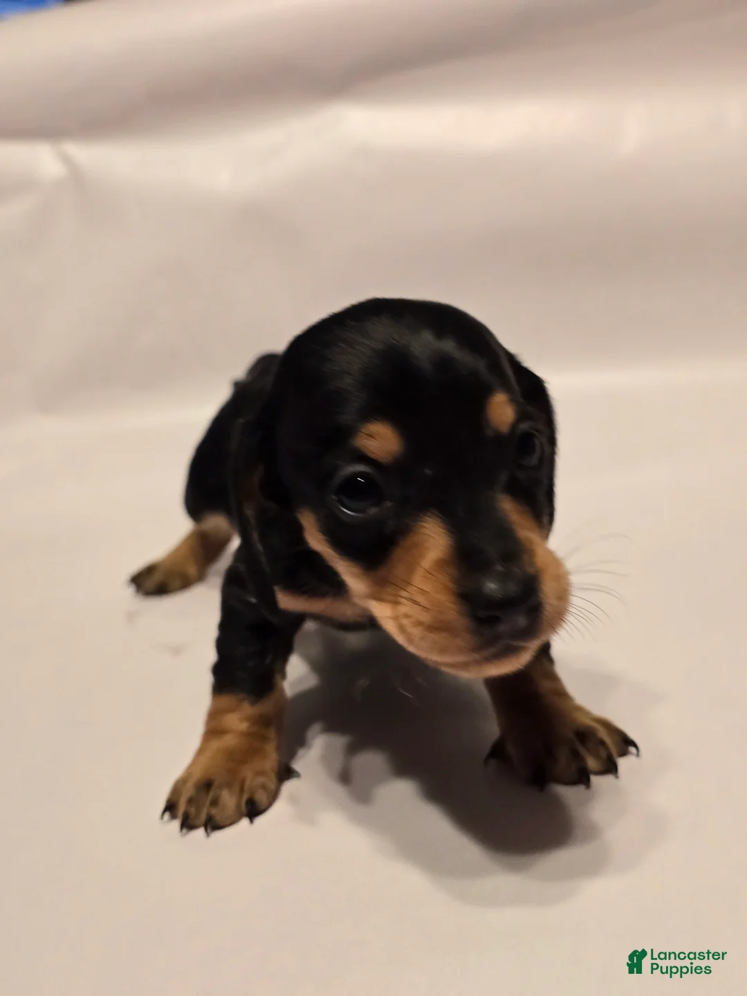 Miniature Dachshund dogs for sale: Bandit - Ad 3