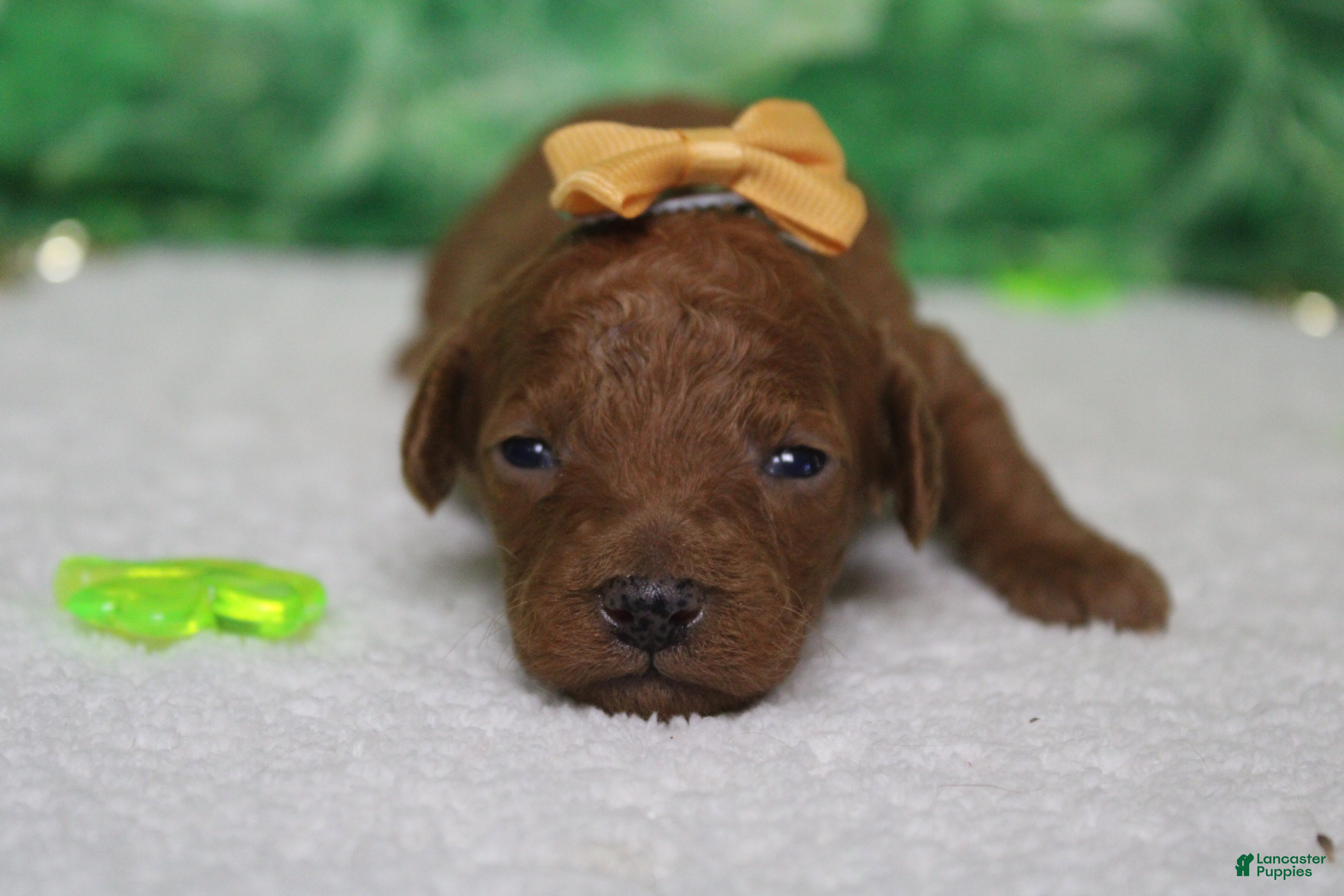 Miniature Poodle dogs Katie  - Ad 35