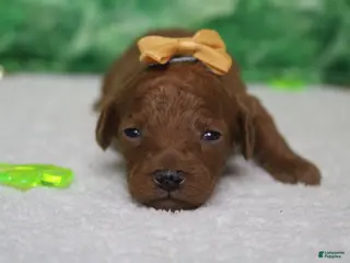 Miniature Poodle dogs Katie - Ad 35