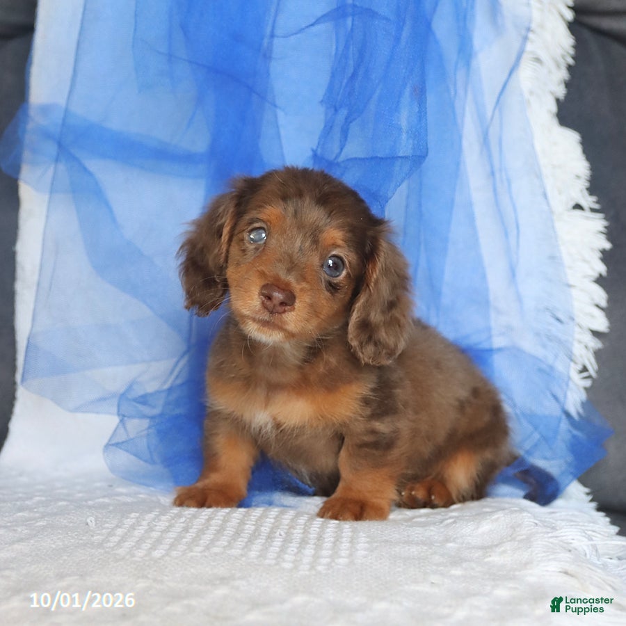 Miniature Dachshund dogs Tippo - Ad 2