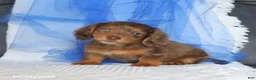 Miniature Dachshund dogs for sale: Tippo - Ad 2