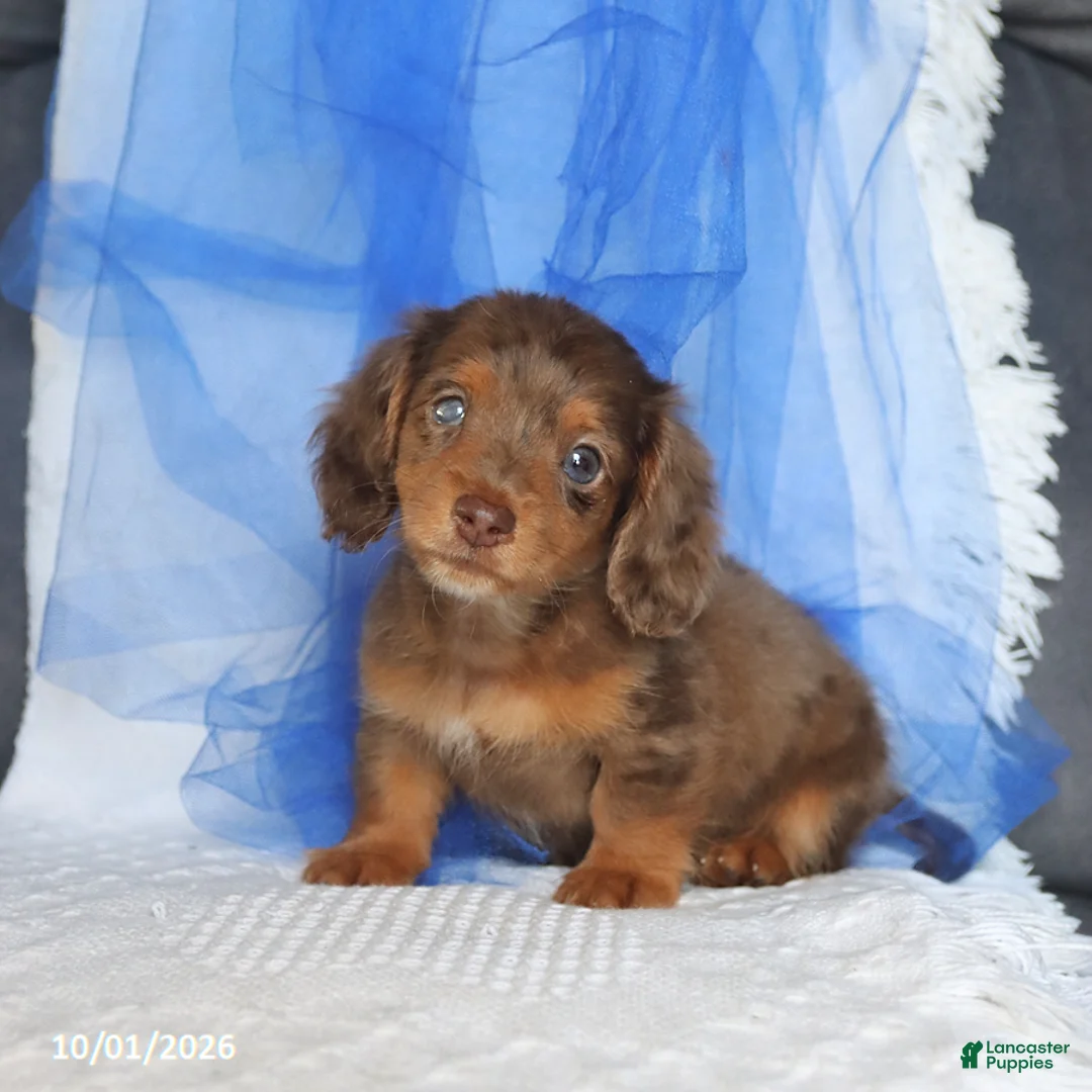 Miniature Dachshund dogs for sale: Tippo - Ad 2