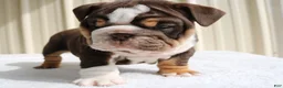English Bulldog dogs for sale: Blaze - Ad 18