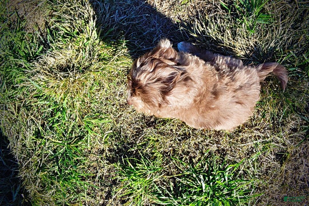 Havapoo dogs for sale: Inky - Ad 18