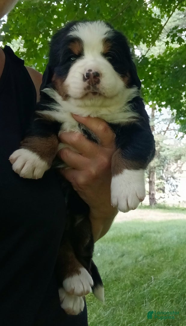 Bernese Mountain Dog dogs Sierra - female - Orange Collar - Ad 1