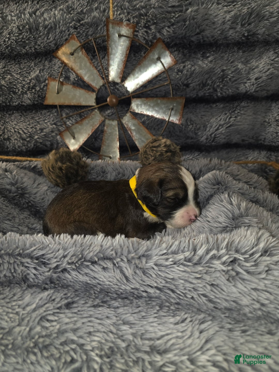 Bernedoodle dogs for sale: Bernedoodle Puppy 1 - Ad 1