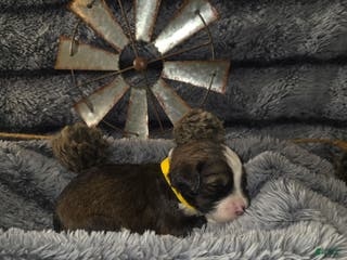 Bernedoodle dogs Bernedoodle Puppy 1 - Ad 20