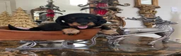 Dachshund dogs for sale: Dachshund 1 - Ad 6