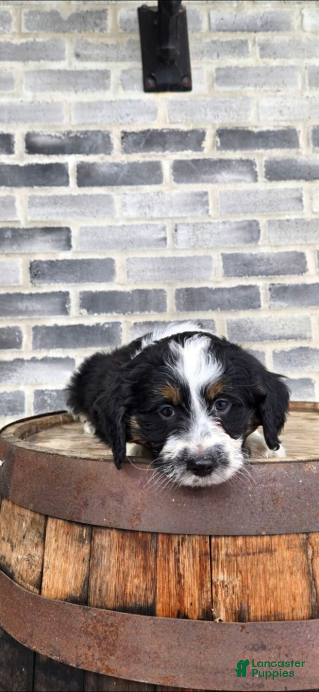 Mini Aussiedoodle dogs for sale: Ollie – Male (Tri-Color) - Ad 4