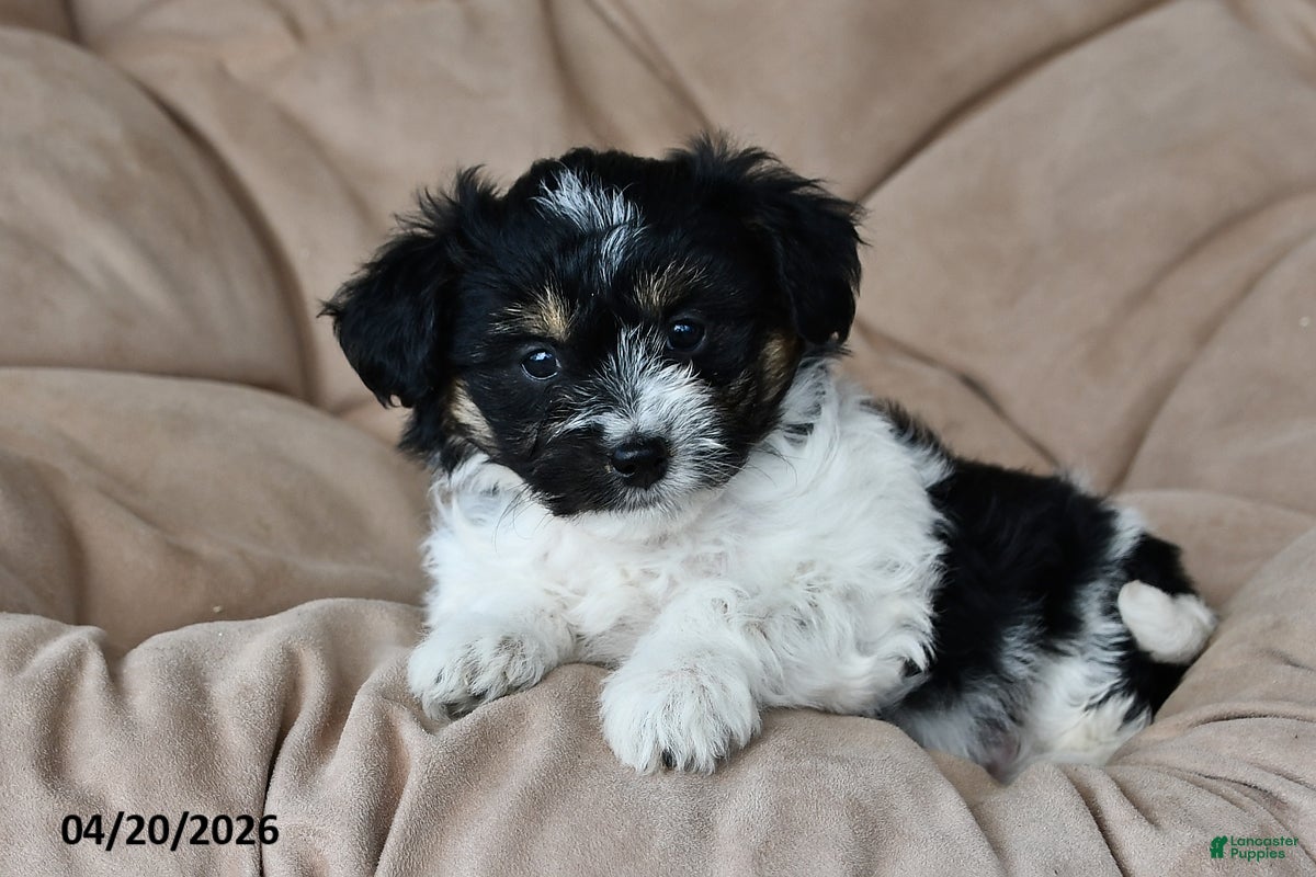 Mixed Breed dogs Daisy - Ad 2