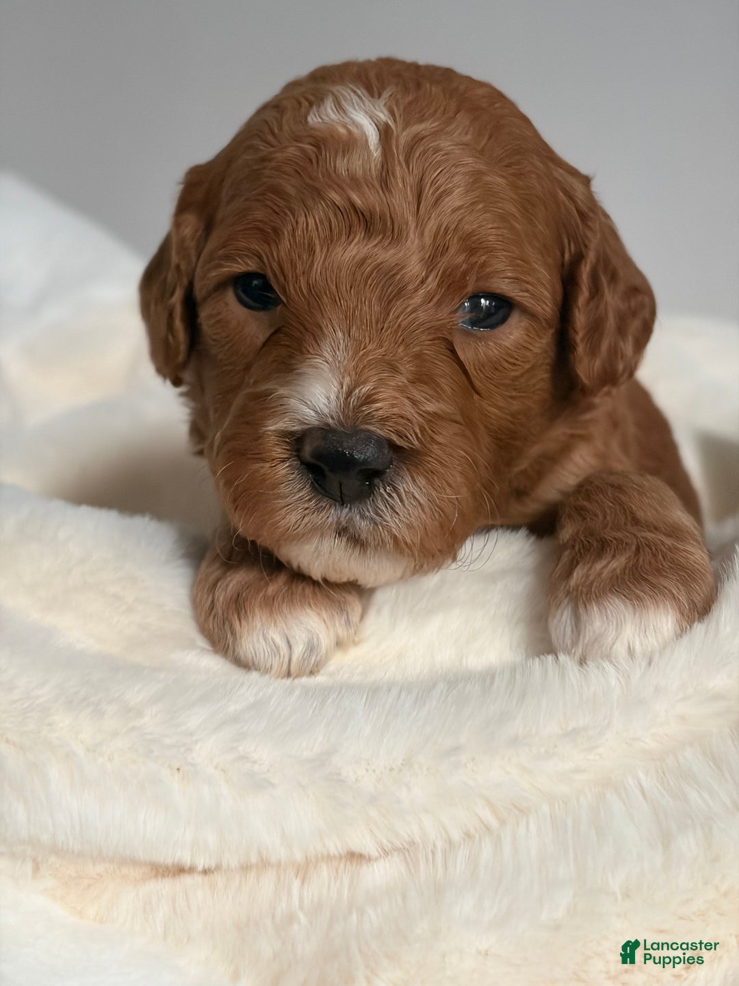 Mini Goldendoodle dogs for sale: Mini Goldendoodle Puppy 4 - Ad 1