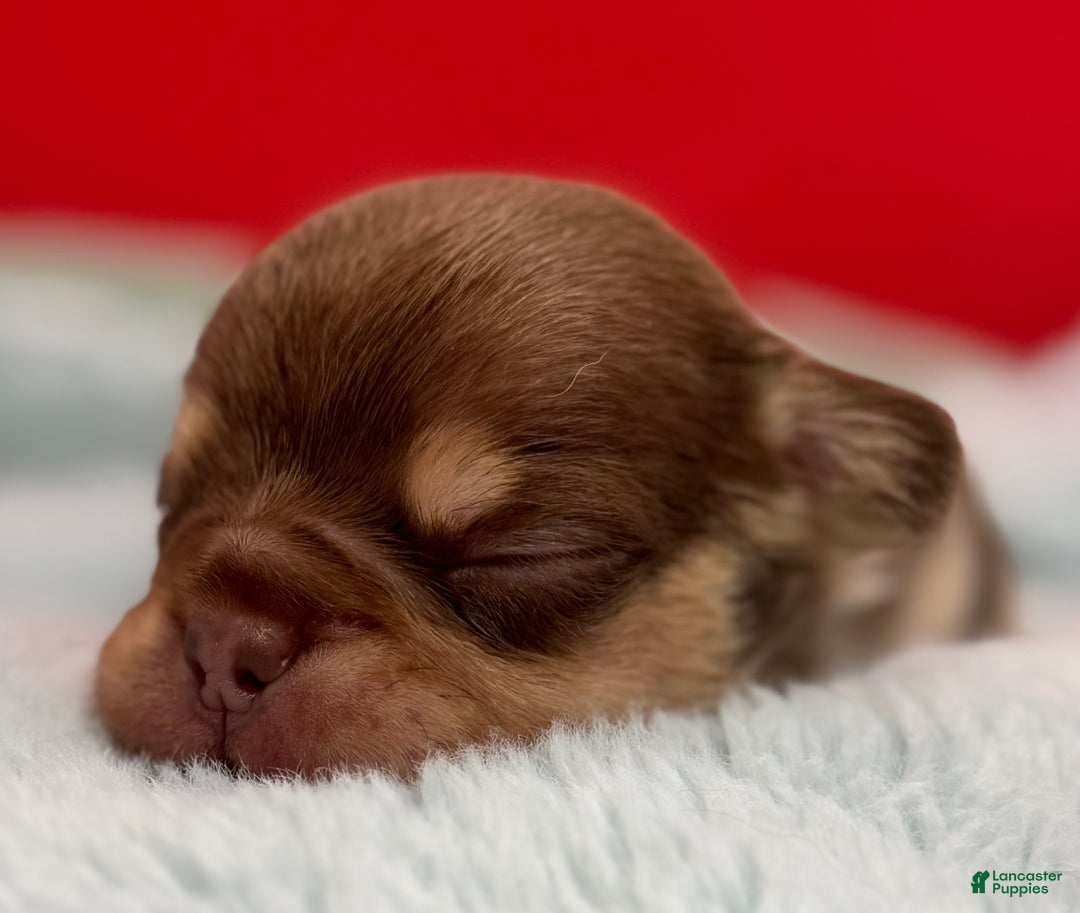 French Bulldog dogs for sale: French Bulldog Puppy 4 - Ad 5