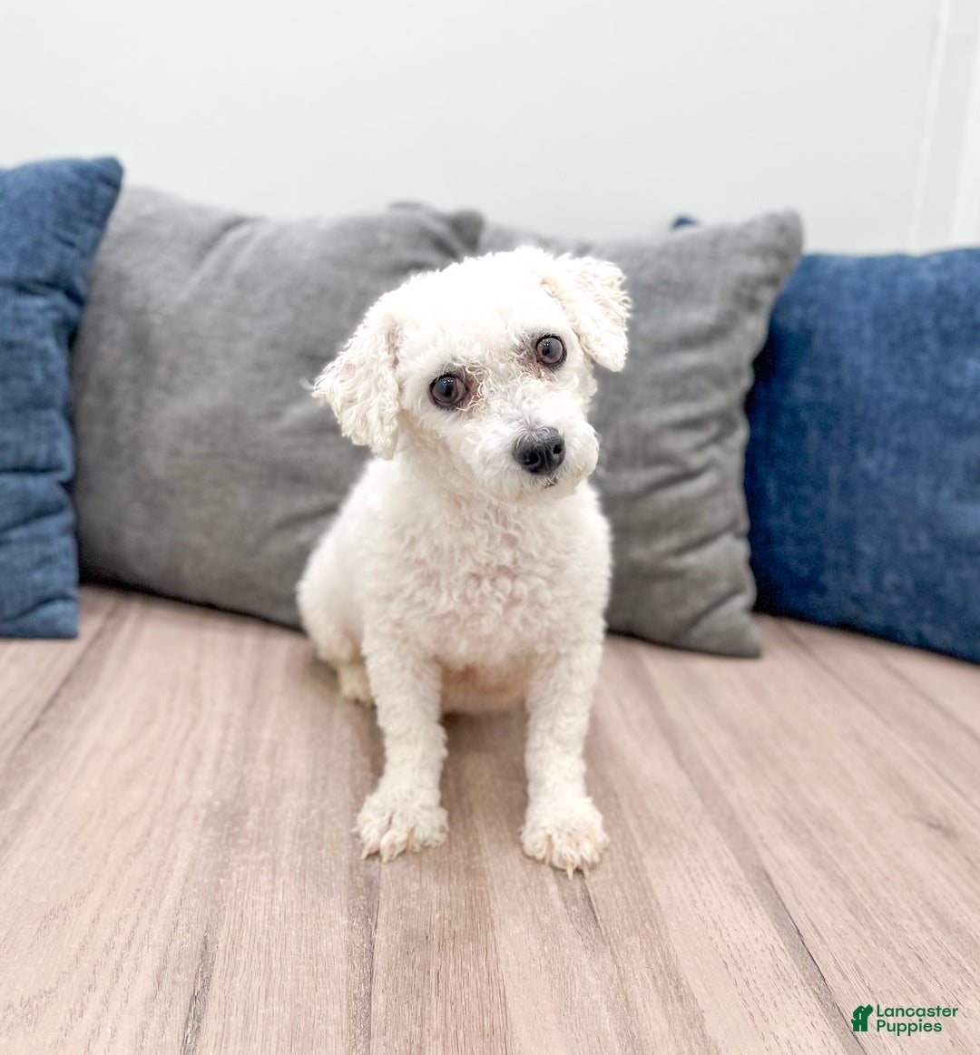 Bichpoo dogs for sale: Lexie - Ad 6