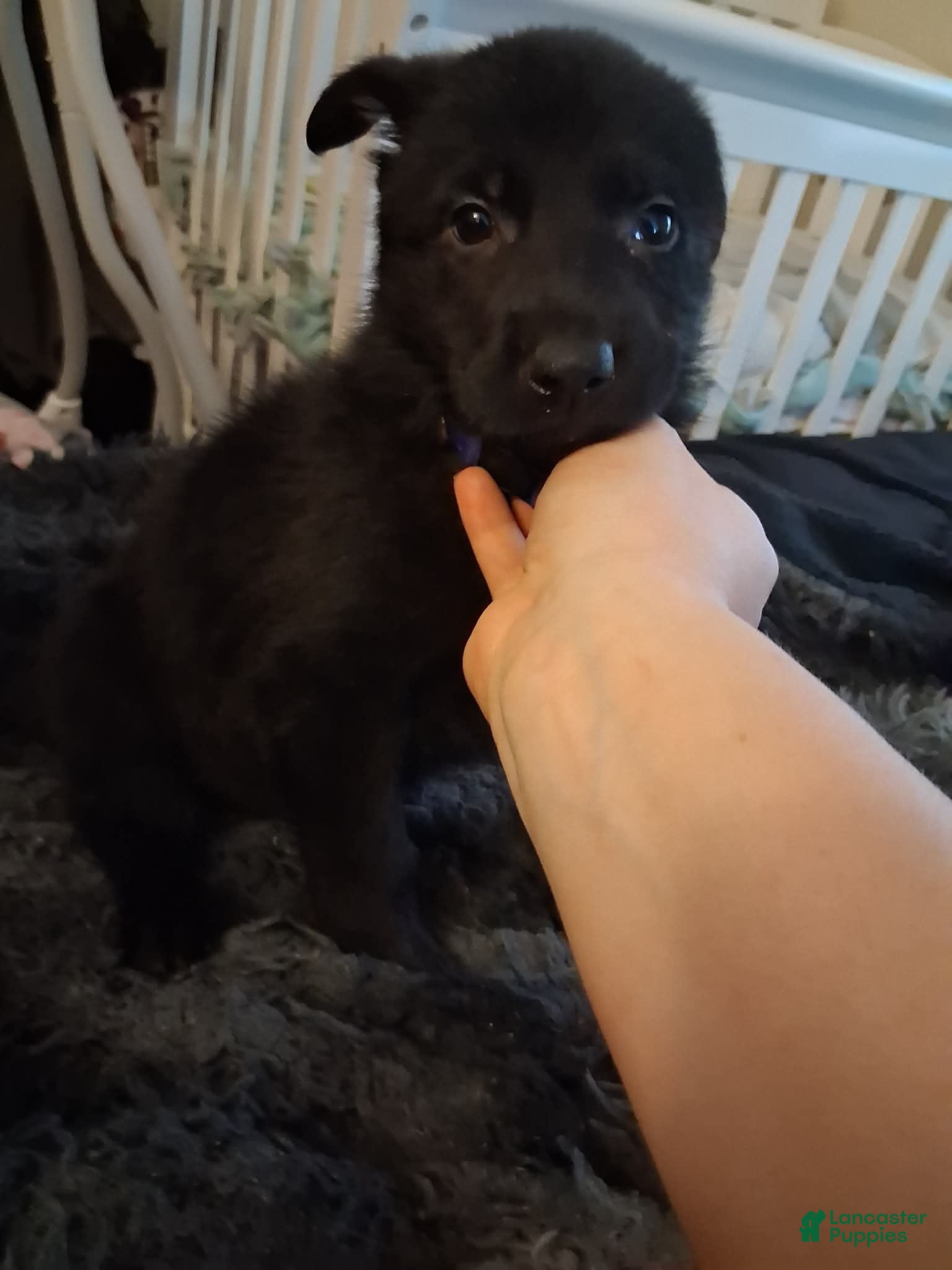 German Shepherd dogs Kali 💜 - Ad 19