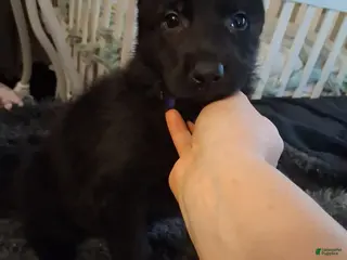 German Shepherd dogs Kali 💜 - Ad 19