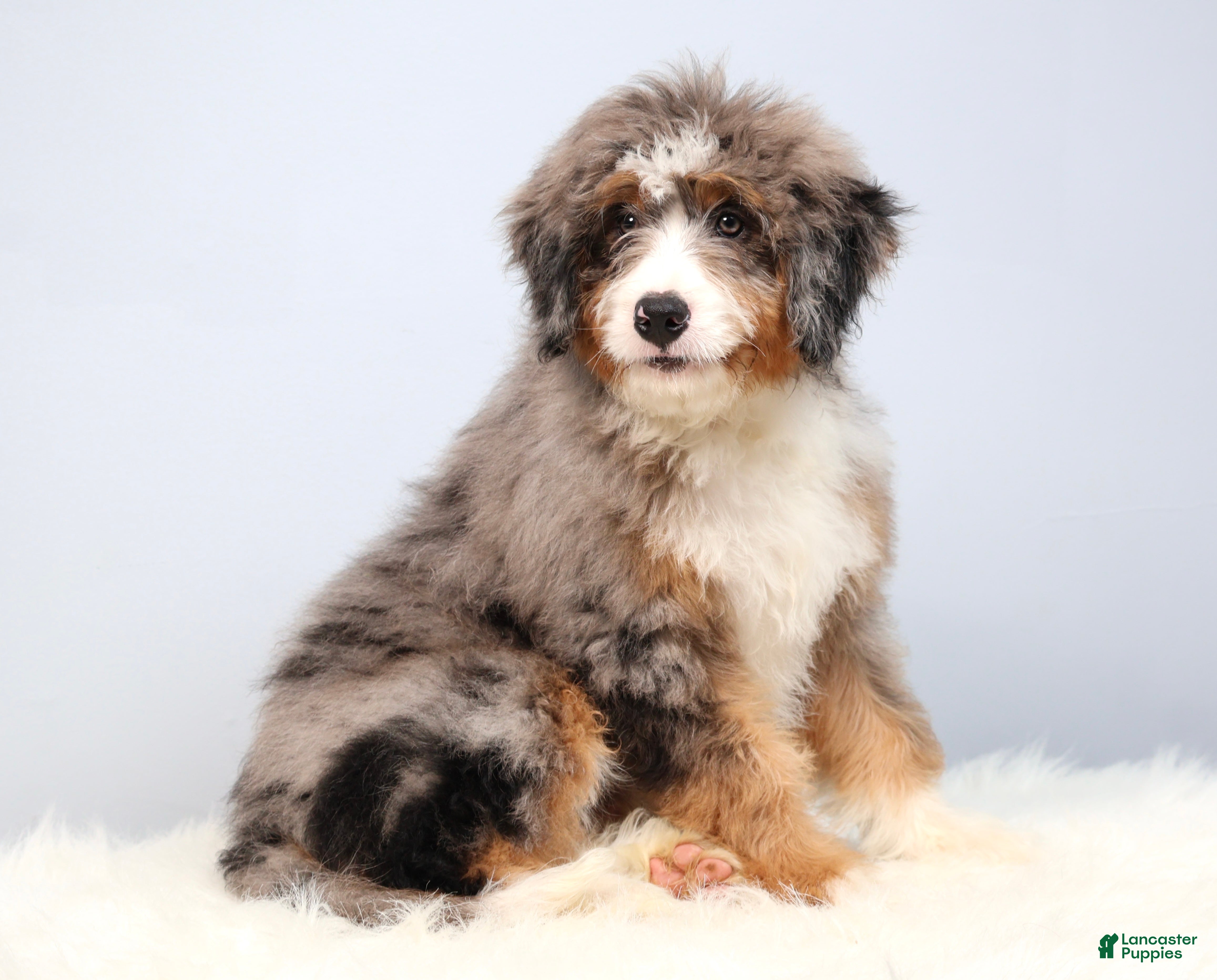 Mini Bernedoodle dogs Fido - Ad 2