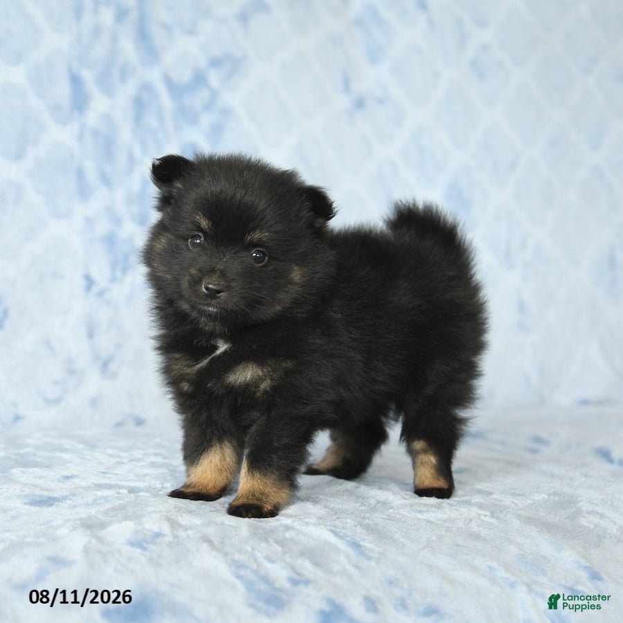 Pomeranian dogs Dexter - Ad 2