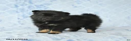 Pomeranian dogs for sale: Dexter - Ad 2