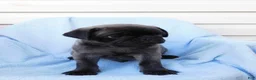 Pug dogs for sale: Marcus - Ad 2