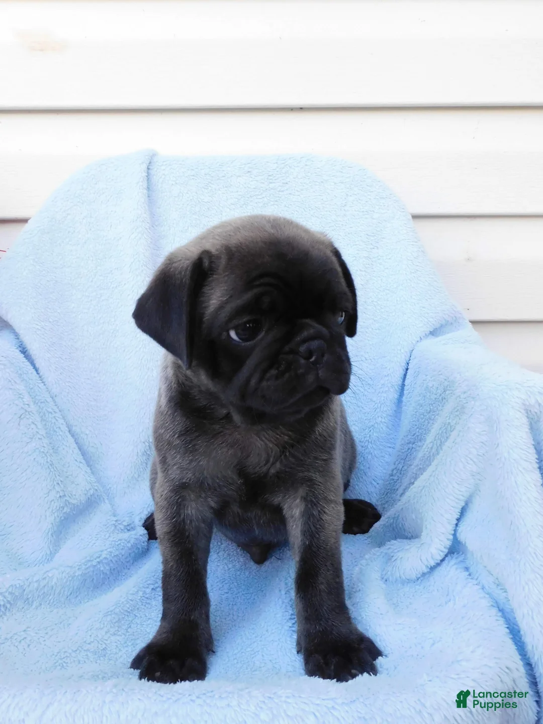 Pug dogs for sale: Marcus - Ad 2