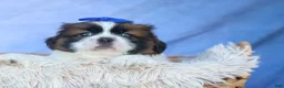 Shih Tzu dogs for sale: REX - Ad 17