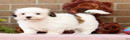 Malshi dogs for sale: Braxton - Ad 4