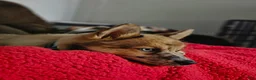 Pomsky dogs for sale: Pomsky Puppy 1 - Ad 2