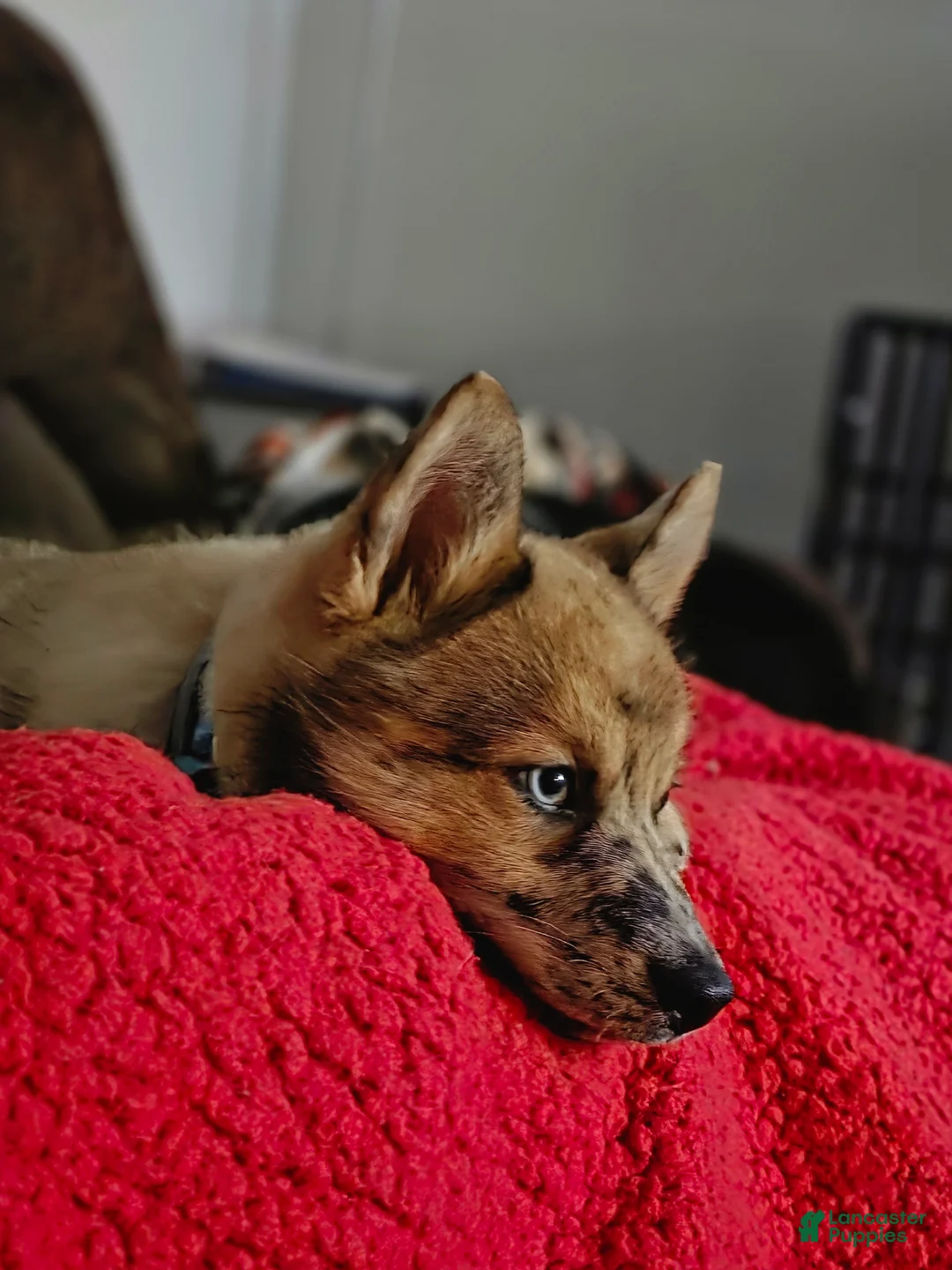 Pomsky dogs for sale: Pomsky Puppy 1 - Ad 2