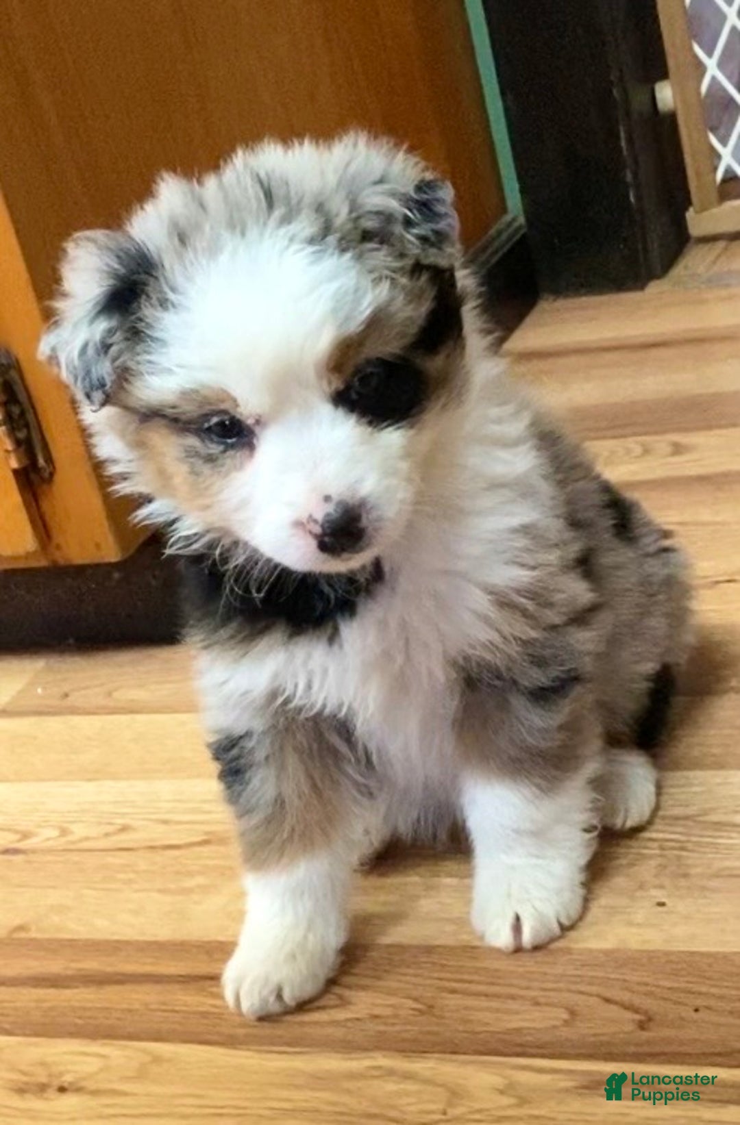 Australian Shepherd dogs for sale: Bear - Ad 1