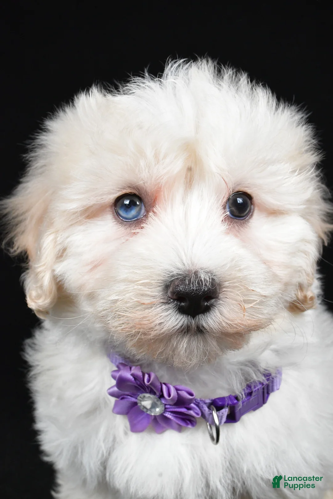 Maltipoo dogs for sale: Hannah - Ad 7